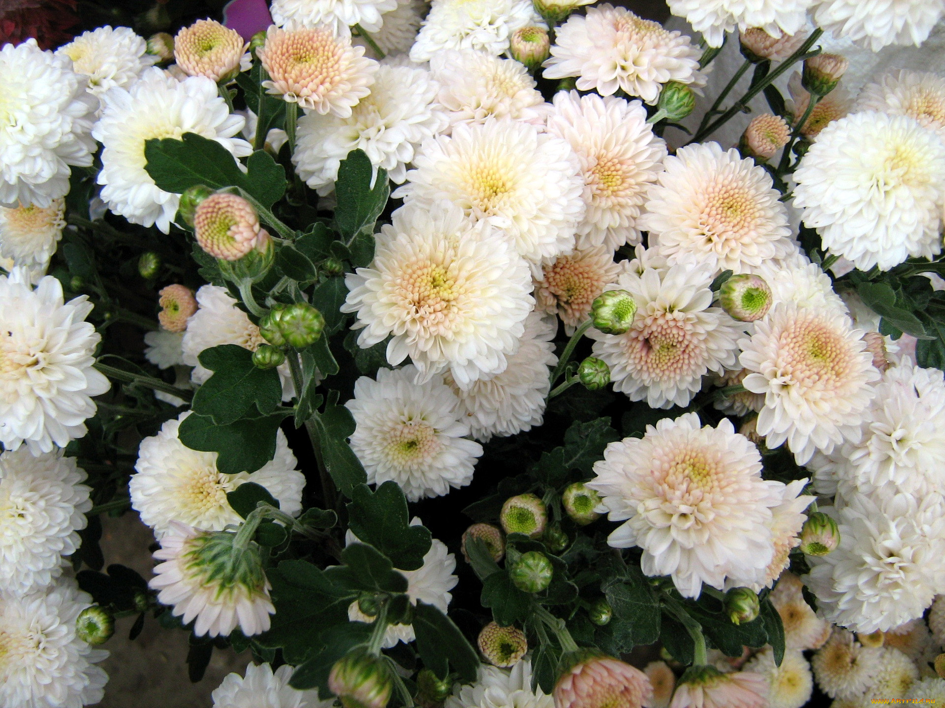 Дубки Белые Цветы